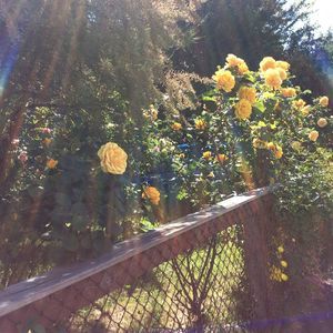 Meet your Posher, Faye